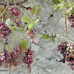 Bed & Breakfast Au Logis De La Mongie