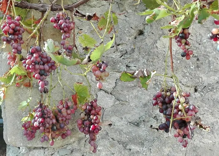 Oda ve Kahvaltı Au Logis De La Mongie